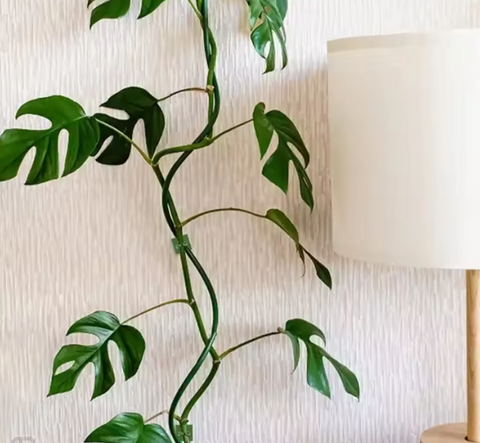 Plant Wall Clips (PACK OF 20)