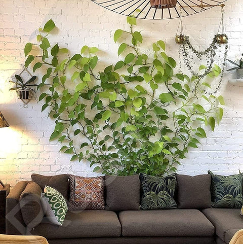 3-IN-1 PLANT CLIMBING CLIPS